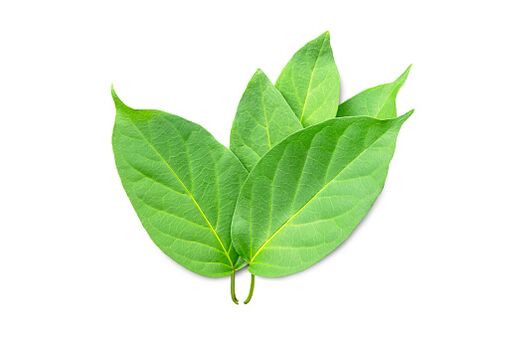 Blutforde contient de l'extrait de Gymnema sylvestre